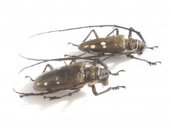 CATALOGUE INSECTES / INSECT LIST