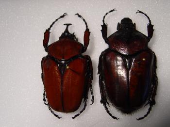 CATALOGUE INSECTES / INSECT LIST