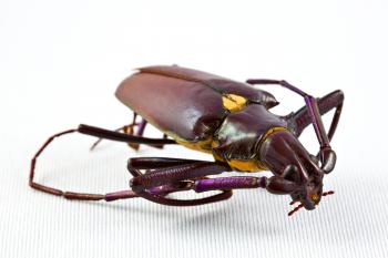 Pyrodes Longiceps Beetle