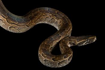 Why an 8-Foot Pet Python May Have Killed Its Owner