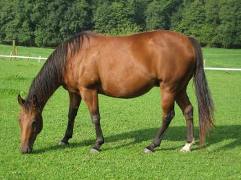 American Quarter Horse | Straight From The Horses Mouth