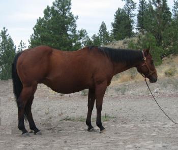 Big Valley Quarter Horses - Mares