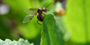 What is the Role of Queen Ants? | Terminix