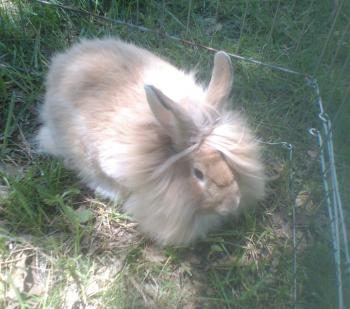 Rabbits | Guide | Omlet UK