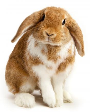 Rabbits images Cute Rabbit HD wallpaper and background photos (38567337)
