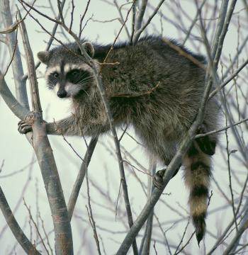 Raccoon on the Tree
