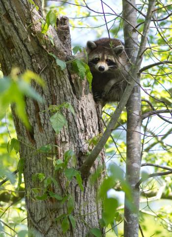 Raccoon on the Tree