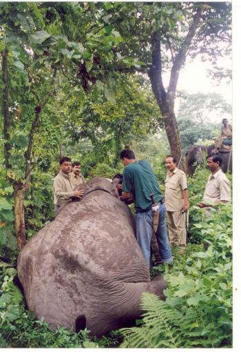 Radio collaring of an elephant