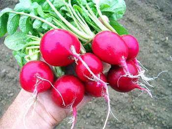 Cherry Belle Radish, 7 g : Southern Exposure Seed Exchange, Saving ...