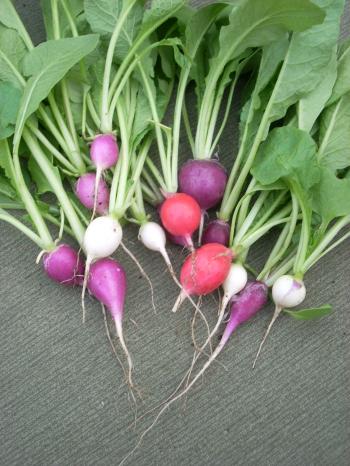 Radish - Wikipedia