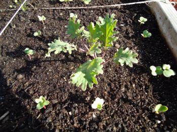 Thyme To Garden Now: Radish Seedlings from Gifted Seeds