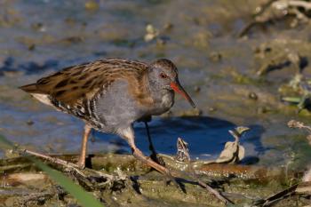Water rail - Wikipedia