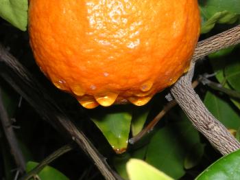 Rain drops on oranges
