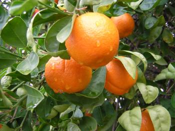 Rain drops on oranges
