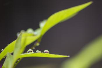 Rain Drops on the Plant