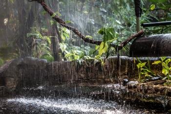 Rain in the jungle
