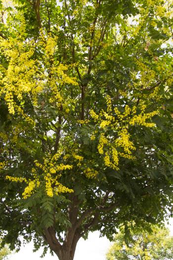 Golden Rain Tree - Monrovia - Golden Rain Tree