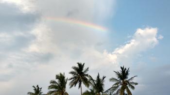 Rainbow Over Treetops