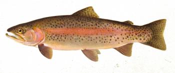 Details: Rainbow Trout