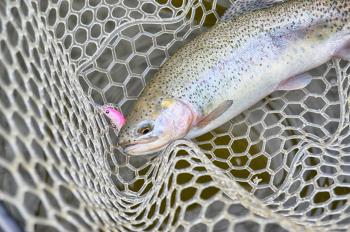 Rainbow trout in landing net