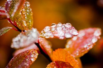 Raindrops on Autumn Foliage