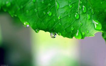 Miscellaneous: Rain Leaf Leafs Green Raindrops Fresh HD Wallpapers ...