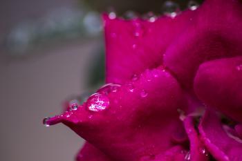 Raindrops on the Flower