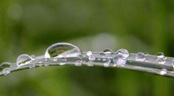 Raindrops on the Grass
