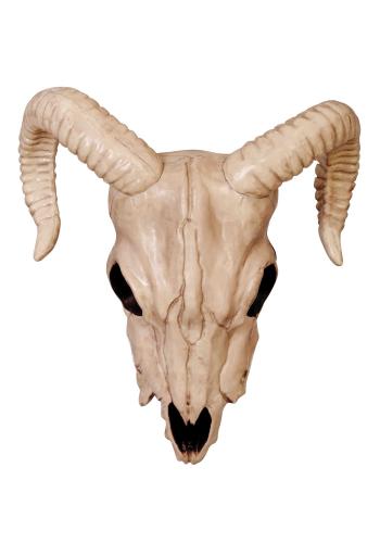 Ram Skull