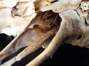 Closeup Front View Rustic Animal Skull Photography Print