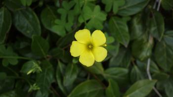 Random Pick of the Day – 4 Days, 4 Flowers | rennie ash ♪
