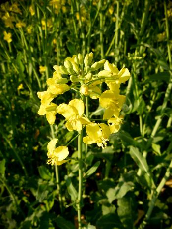 File:Raps Rapeseed Brassica napus 01.jpg - Wikimedia Commons