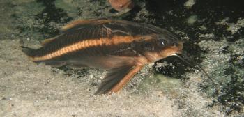 Raphael Catfish (Platydoras armatulus)