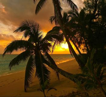 Beaches: Ocean Clouds Sunset Idyllic Pacific Beach Trees Hour ...