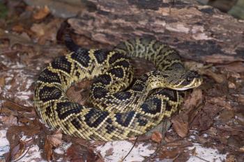Eastern Diamondback Rattlesnake