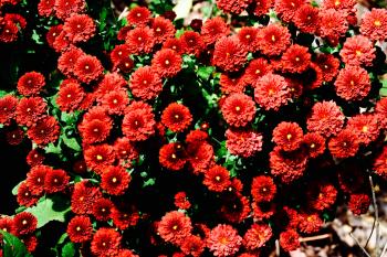 Red and Green Flowers