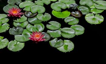 Red-and-green Lily Pads Focus Photography