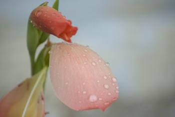 Red and salmon petaled flower with rain drops