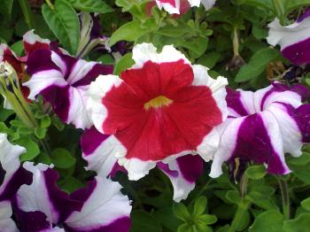 Red and Violet Flowers