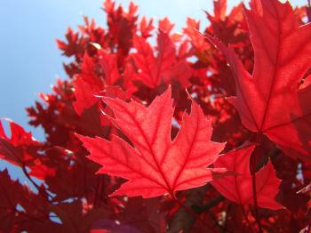 RED AUTUMN LEAVES Art Prints Sunlit Fall Tree Leaf Baslee Tr ...