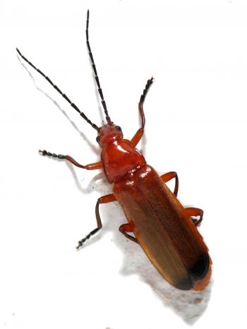 Common red soldier beetle - Wikipedia
