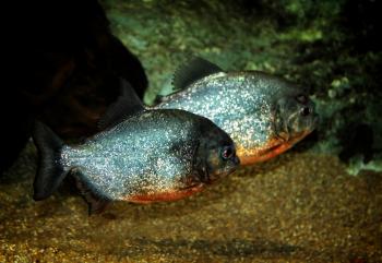 Red-bellied Piranhas - Tropical Fishes