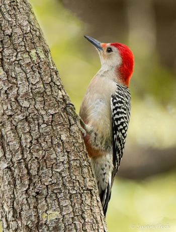 Red-bellied Woodpecker