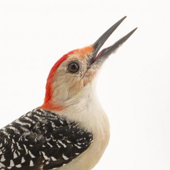 Red-Bellied Woodpecker | National Geographic