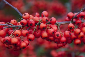 File:Red Berries (4153383094).jpg - Wikimedia Commons