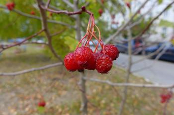 Frozen berries on a tree. The red berries wild Apple. — Steemit