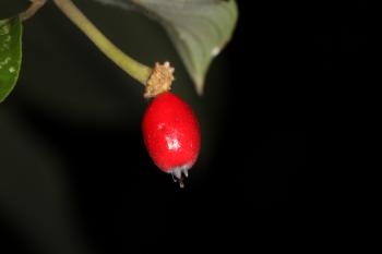 Red Berry