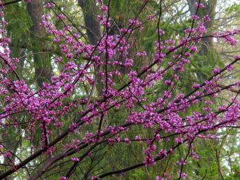 MN Strain Redbud | Grimm's Gardens