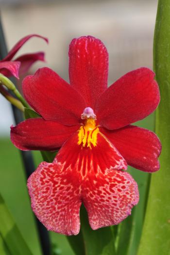 Red cambria orchid