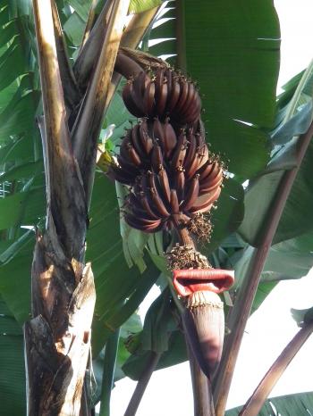 Red banana - Wikipedia